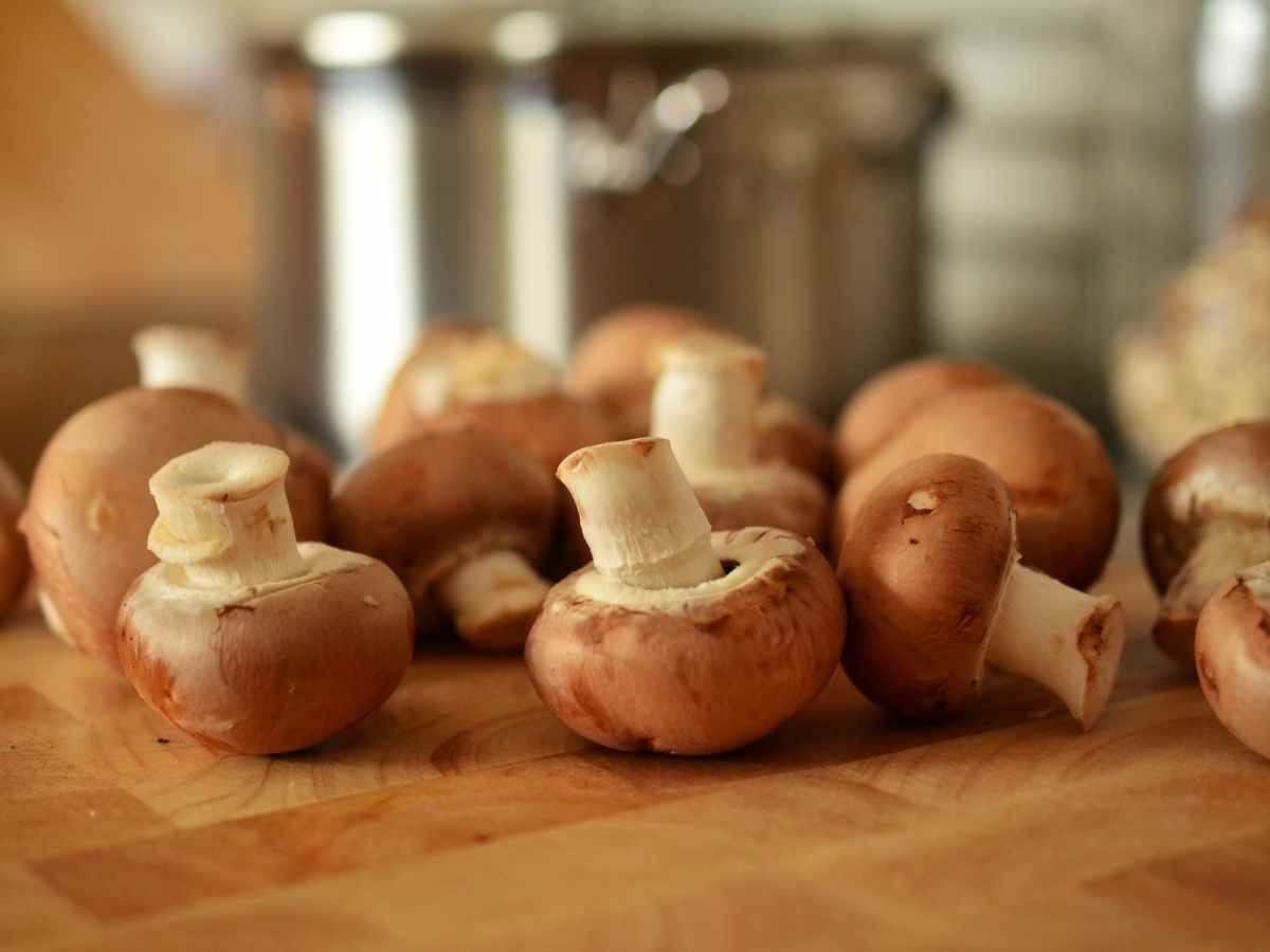 Harnessing the Power of Shiitake: Discover the Many Uses and Health Benefits of this Superfood